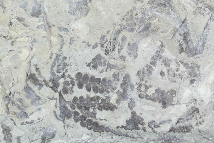Plate Of Silurian Fossil Algae (Leveillites) - Estonia #102617
